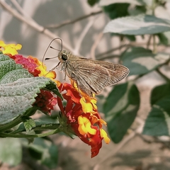 Pelopidas mathias