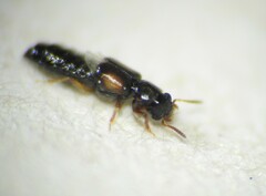 Bledius