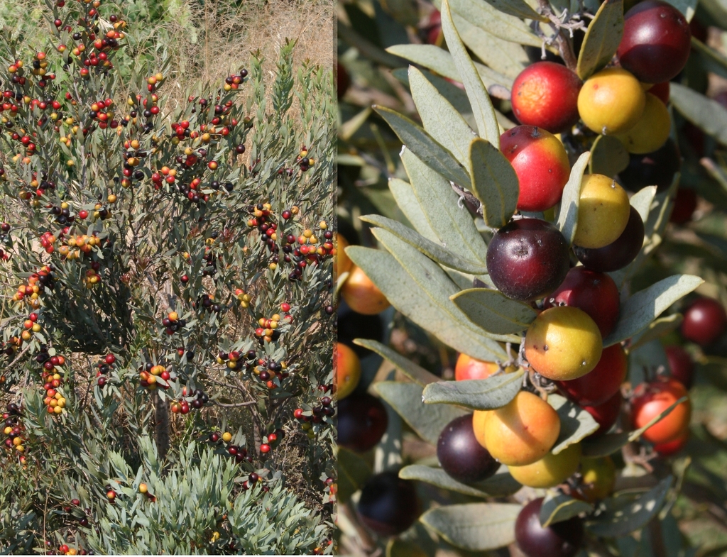 Fynbos Guarri