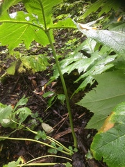 Rodgersia podophylla