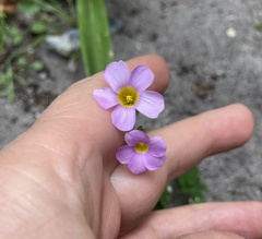 Oxalis caprina
