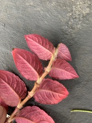 Persicaria capitata