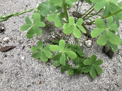 Oxalis caprina
