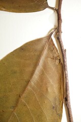 Asimina triloba