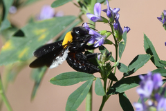 Xylocopa pubescens