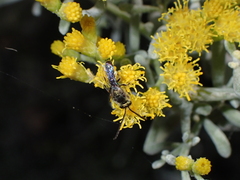 Lasioglossum loetum