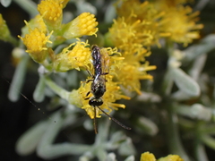 Lasioglossum loetum