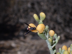 Leptochilus cruentatus
