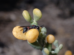 Leptochilus cruentatus