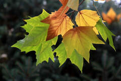Platanus mexicana
