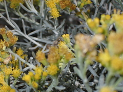 Colletes moricei