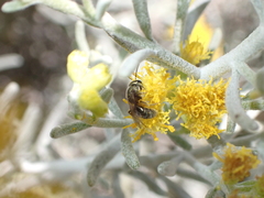 Lasioglossum loetum