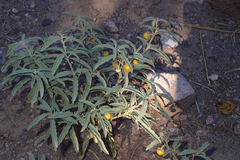 Solanum elaeagnifolium image