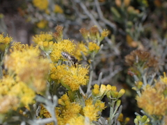 Colletes moricei