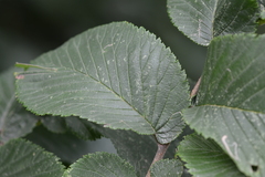 Tetraneura