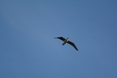 Larus dominicanus vetula