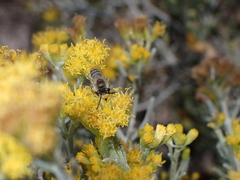 Colletes moricei