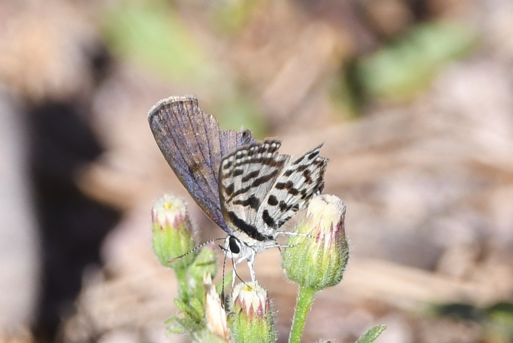 Common Tiger Blue