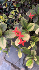 Ixora coccinea