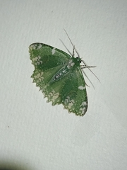 Eucyclodes fascinans