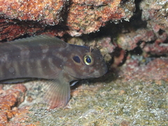 Ophioblennius atlanticus