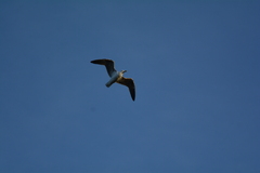 Larus dominicanus vetula