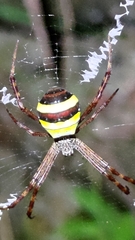 Argiope aetheroides