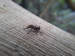 Gymnognathus