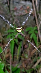 Argiope aetheroides