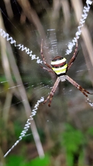 Argiope aetheroides