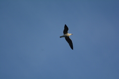 Larus dominicanus vetula