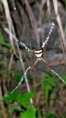 Argiope aetheroides