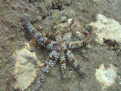 Coscinasterias tenuispina