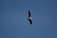 Larus dominicanus vetula