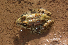 Pelophylax saharicus