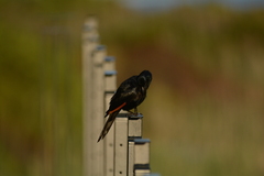 Onychognathus morio morio