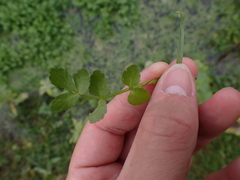 Apium nodiflorum