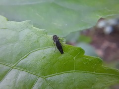 Agrilinae