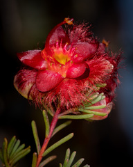 Verticordia mirabilis