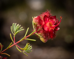 Verticordia mirabilis