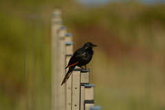 Onychognathus morio morio