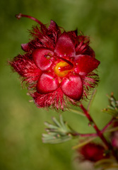 Verticordia mirabilis