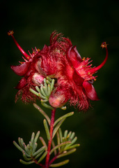 Verticordia mirabilis