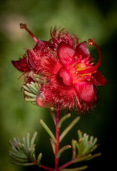 Verticordia mirabilis