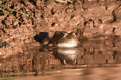 Pelophylax saharicus