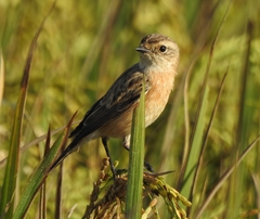Saxicola maurus
