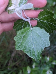 Populus alba