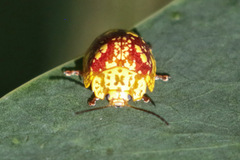 Paropsis maculata