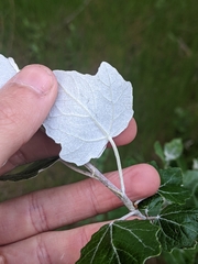 Populus alba