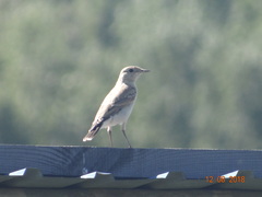 Oenanthe isabellina